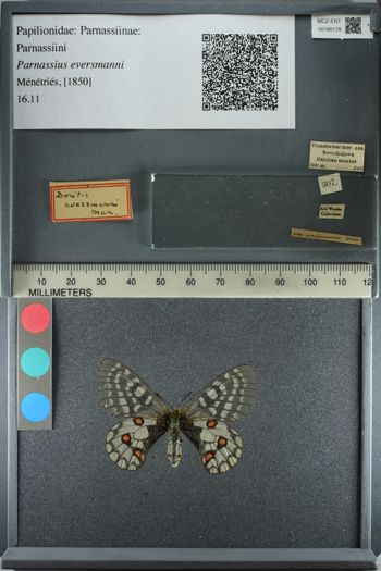 Media type: image;   Entomology 180178